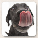 Search for labrador coasters Puppy