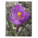 Search for spring crocus photography Botanical