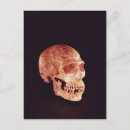 Search for evolution skulls Primitive