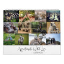 Search for hippo calendars Wildlife