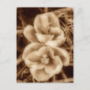 Search for spring crocus vertical postcards Crocuses