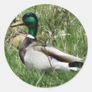 Search for drake stickers Waterfowl