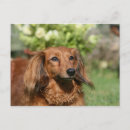 Search for miniature long haired dachshunds postcards Bob and pam langrish