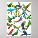Search for lovebird posters Cockatiel