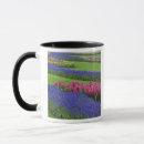 Search for hyacinth mugs Lisse