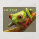 Search for tree frog postcards Wildlife