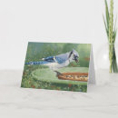 Search for blue jay birthday cards Wild
