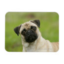 Search for cocks magnets Dog