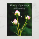 Search for rosebud postcards Flower