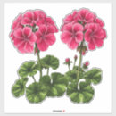 Search for geraniums stickers Blooms