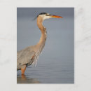 Search for wading postcards Blue
