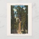 Search for sherman postcards Sequoia national park