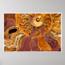 Search for ammonite art Nature