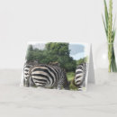 Search for humour get well cards Zebra
