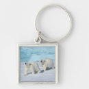 Search for polar bear key rings Nature