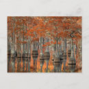 Search for state tree postcards Landscape