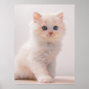 Search for baby blue eye posters Cat