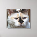 Search for calico kitten art Feline