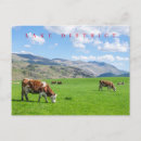 Search for cow postcards Animals