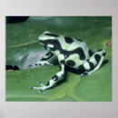 Search for poison dart frog posters Wild