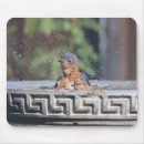 Search for bathing mouse mats Bird