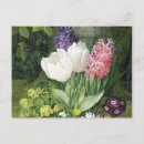 Search for hellebore postcards Vintage