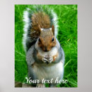 Search for cute squirrel posters Animals