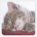 Search for kitten sleeping stickers Studio shot