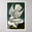 Search for gyrfalcon posters Vintage