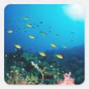 Search for large fish stickers Nature