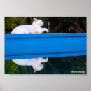 Search for reflecting pool posters Photography