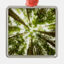 Search for olympic national park christmas tree decorations Forest