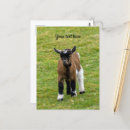 Search for pygmy goat Cute