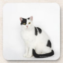Search for black and white cat coasters Cute