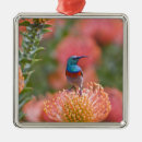 Search for south africa christmas tree decorations Nature