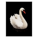 Search for white swan posters Vintage