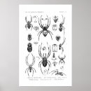 Search for spiders posters Science