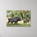 Search for wild deer canvas prints Animal