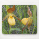 Search for wild orchid electronics Nature