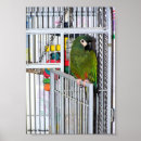Search for bird cage art Birds