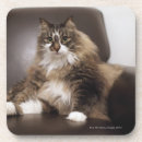 Search for portrait glass coasters Selective focus