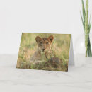 Search for baby cub cards Big cat