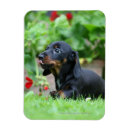 Search for short haired miniature dachshund magnets Puppy