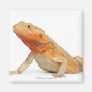 Search for blooded magnets Wildlife