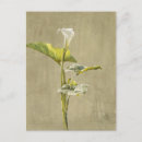 Search for calla postcards Flower