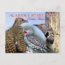 Search for flickering postcards Woodpecker