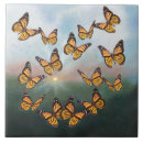 Search for monarchs Nature
