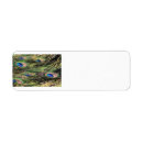 Search for peacock feather return address labels Peacocks