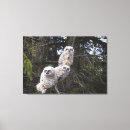 Search for owl pics canvas prints Looking at camera