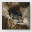 Search for bird nest clocks Owl